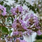 Lagerstroemia indicaЦвят