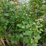 Ribes alpinumЛіст