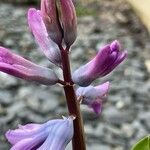 Hyacinthus orientalis Virág