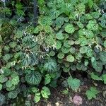 Saxifraga stolonifera 整株植物