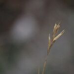 Danthonia intermedia Flor
