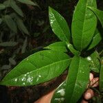 Peltostigma guatemalense Leaf