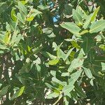 Angophora hispida Blad