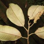 Micropholis crotonoides Hoja