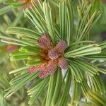 Pinus albicaulis Leaf