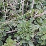 Globularia cordifolia Leaf