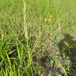 Crotalaria lanceolata Ffrwyth