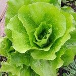 Lactuca sativa 整株植物