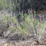 Trichostema parishii Celota