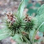 Arctium minusFrukto