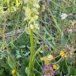 Dactylorhiza sambucina Blomma