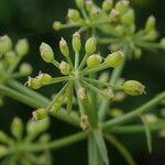 Oenanthe javanica 形態