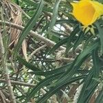 Thevetia neriifolia Flor