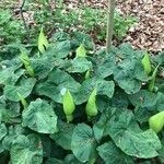 Arum italicum x Arum maculatum Hoja