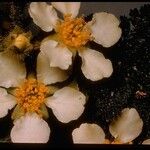 Chamaebatia foliolosa 花