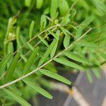 Vicia hirsuta Blad