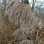 Phragmites australis Owoc