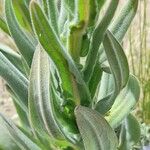 Cynoglossum creticum Leaf