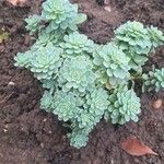 Rhodiola pachyclados Φύλλο