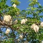 Ceiba pentandra 葉