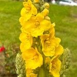 Verbascum densiflorumFlower