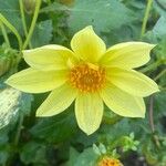 Dahlia pinnata花