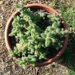 Delosperma echinatum Leaf