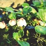 Harrimanella hypnoides Flor