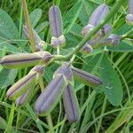 Crotalaria retusa Ffrwyth