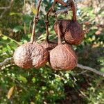 Ungnadia speciosa Fruit