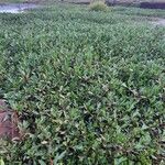 Ludwigia adscendens Habitus