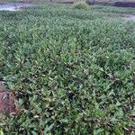 Ludwigia adscendens عادت داشتن