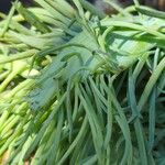 Dudleya edulis Hoja