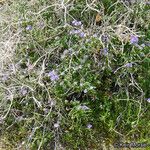 Phacelia distans Elinympäristö