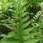 Phymatosorus scolopendria Leaf