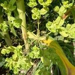 Euphorbia platyphyllos Flower