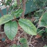 Ficus tequendamae Leaf