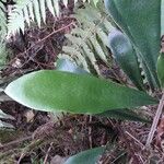 Antrophyum boryanum Hoja