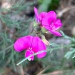 Lathyrus latifoliusफूल