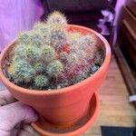 Mammillaria proliferaBlad