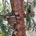 Araucaria cunninghamii Casca