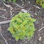 Clidemia hirta Leaf