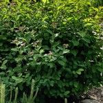 Spiraea betulifolia Habitatea