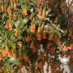 Kalanchoe manginii Цвят