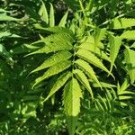 Datisca cannabina Leaf