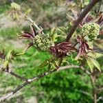 Sambucus racemosaBlüte