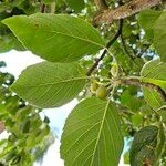 Malus spectabilis Hoja