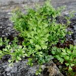 Asplenium ruta-muraria Blad