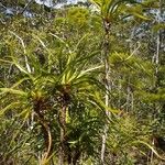 Lomandra insularis Costuma