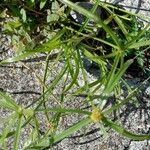 Cyperus aromaticus Vivejo
